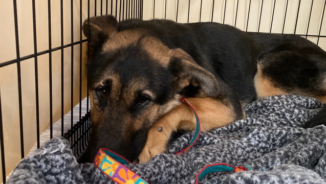 Kellow: Abandoned German Shepherd Puppy w Injury