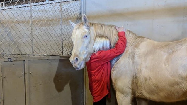 A sweet loving horse needs help laying to rest