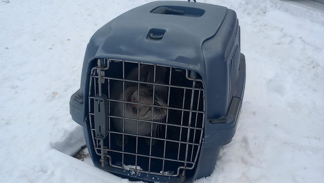 Help! Cats were dumped and they need a vet!