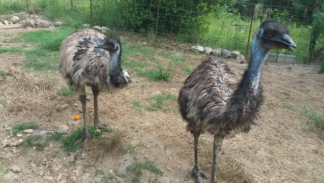 Emus losing home, help!