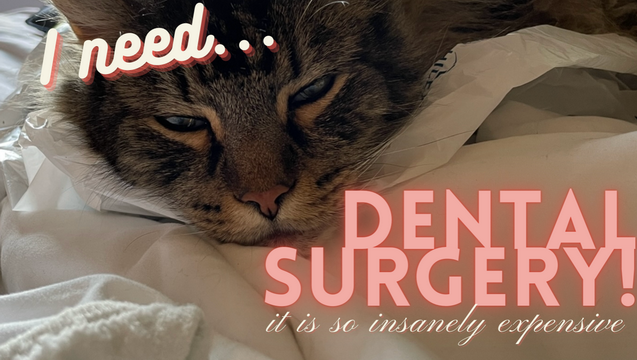 Kitty Boys& Dental Surgery