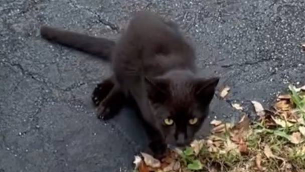BLACK CAT HIT BY CAR &amp; DRAGGING BACK LEGS