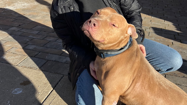 Arthur, a homeless pittie of 4yrs needs training!