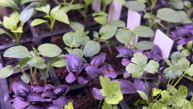 Lorenzo Fields: a small town farm-stand business