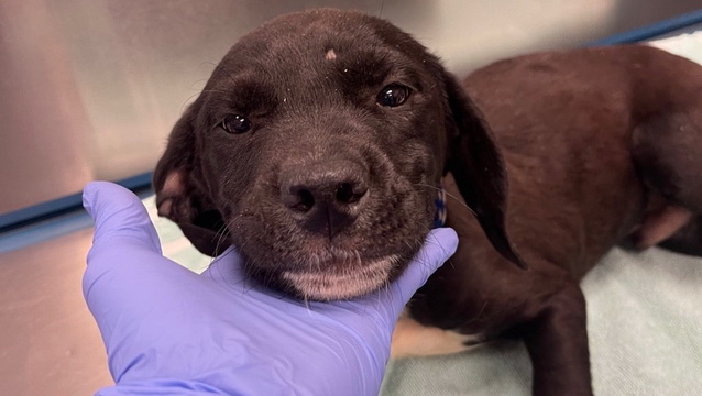 Abandoned Puppy Needs Surgery for Broken Leg