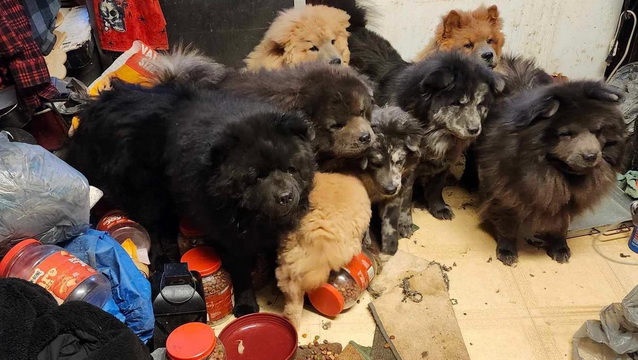 25 Chows in Pennsylvania