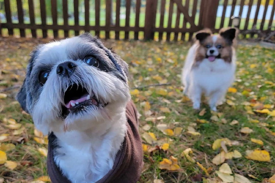 Lend a Paw to Benedict &amp; Kari 