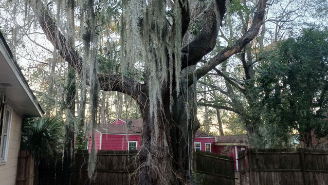 Protect Our New House From a Dangerous Tree