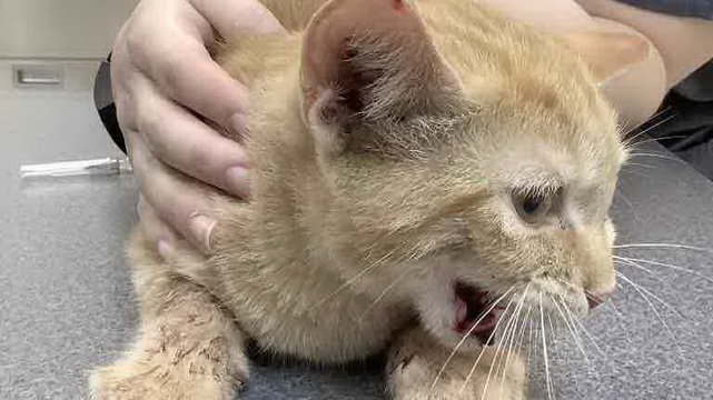 Stray Kitten that was hit by car needs your help!