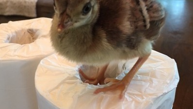 Protect the Baby Peachicks