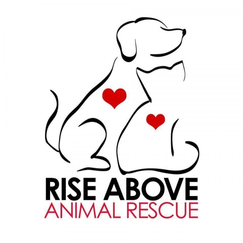 Rise Above Animal Rescue & Sanctuary Inc