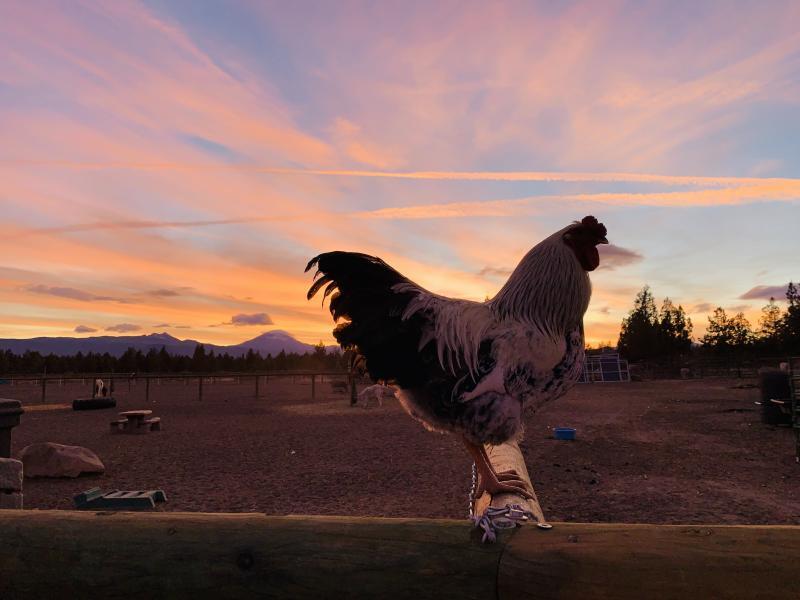 Harmony Farm Sanctuary