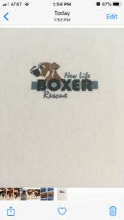 New Life Boxer Rescue