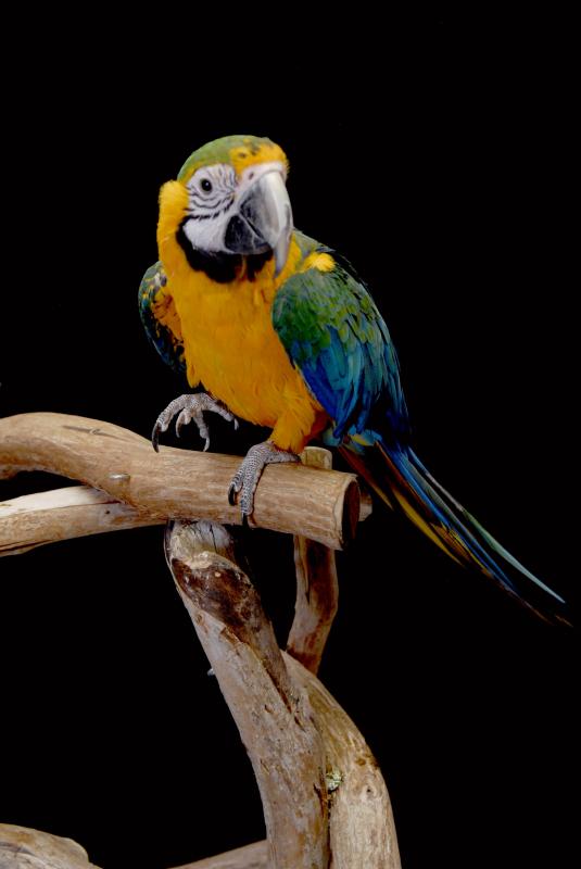 Parrot Outreach Society
