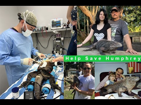 Can we save Humphrey my 34 year old Cuban Iguana