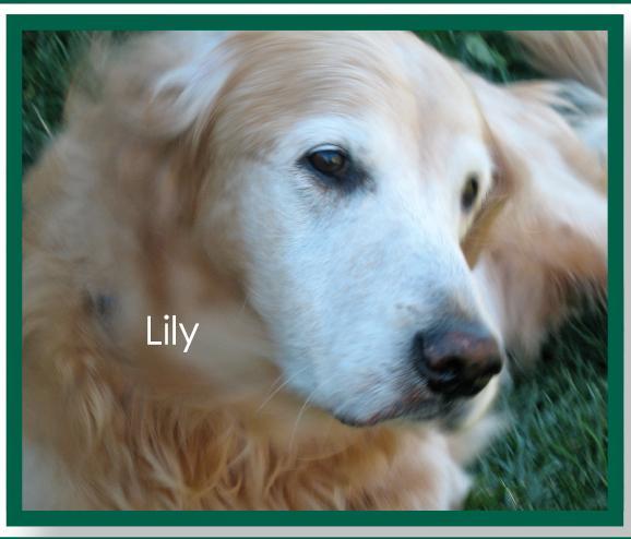 Lily's Legacy Senior Dog Sanctuary