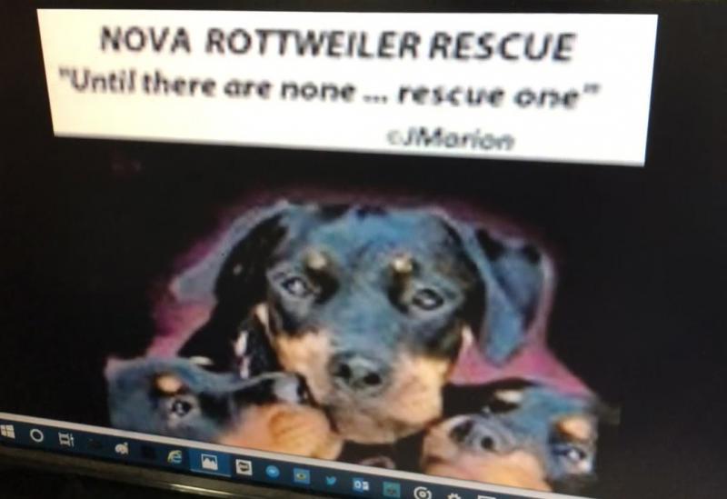Nova Rottweiler Rescue League Inc