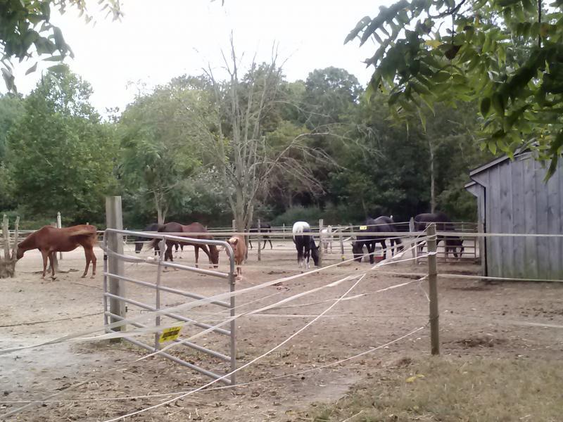 South Jersey Horse Rescue