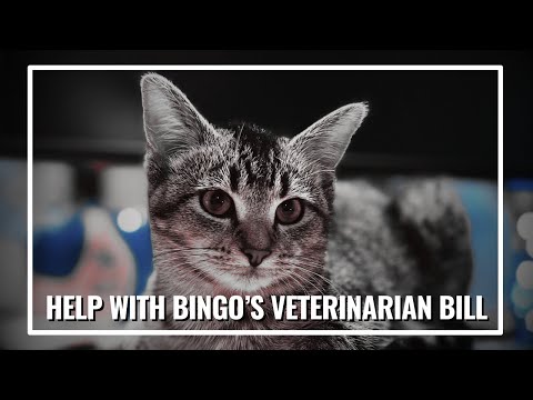 Help With Bingo&s Veterinarian Bill