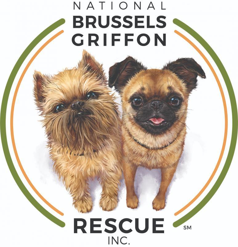 National Brussels Griffon Rescue Incorporated