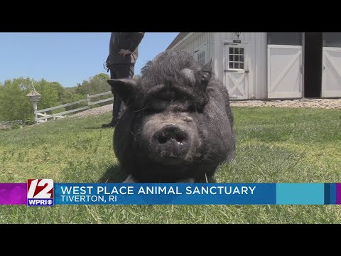 Birthday Fundraiser: West Place Animal Sanctuary!