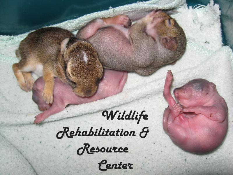 Wildlife Rehabilitation & Resource Center Inc