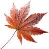 maple leaf