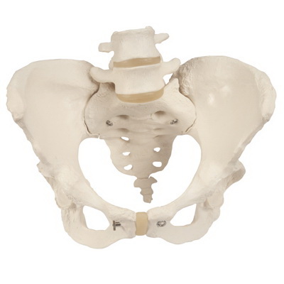 Anatomical Model进口代理批发 解剖模型 12-4592 3B 科学解剖模型 - 骨盆骨骼，女性，带可移动股骨头 - 包括 3B 智能解剖模型