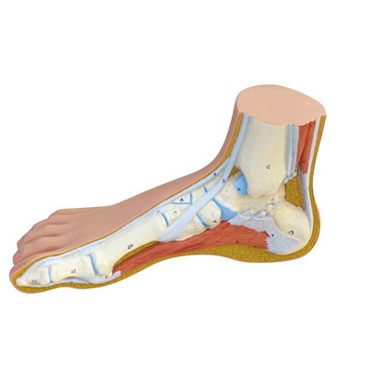 Anatomical Model进口代理批发 解剖模型 12-4802 3B 科学解剖模型 - 正常脚 - 包括 3B 智能解剖