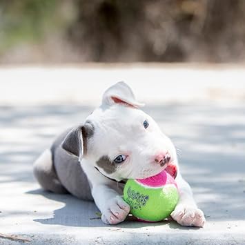 酷牌库|商品详情-KONG进口代理批发 Kong Air Dog Squeakair 生日球狗玩具，中号，颜色多样（6 个球）