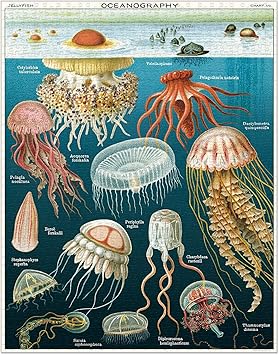 酷牌库|商品详情-Cavallini进口代理批发 Cavallini Papers & Co. 水母 1,000 片拼图，多件