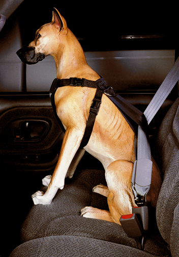 St bernard outlet harness