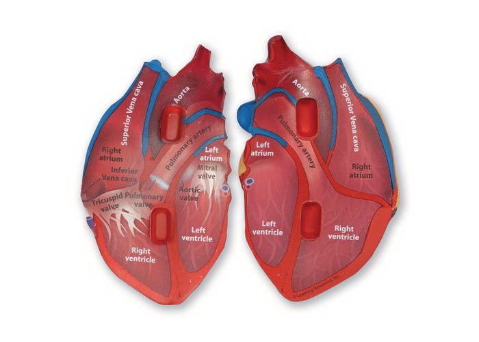酷牌库|商品详情-Learning Resources进口代理批发心脏模型