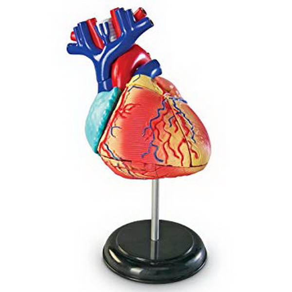 酷牌库|商品详情-Learning Resources进口货源中国代理 LER3334心脏解剖模型
