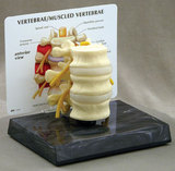 AliMed 70575- Anatomical Model - Basic Vertebrae