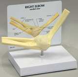 AliMed 70581- Anatomical Model - Basic Elbow