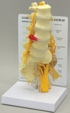 AliMed 70811- Lumbar w/Sacrum Anatomical Model