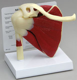 AliMed 70812- Muscled Shoulder Anatomical Model
