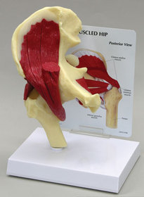 AliMed 70814- Muscled Hip Anatomical Model
