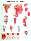 AliMed 73841- Pharynx and Larynx Anatomical Chart