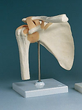AliMed 73886- Shoulder Joint Anatomical Model