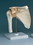 AliMed 73886- Shoulder Joint Anatomical Model