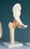 AliMed 73887- Functional Hip Joint Anatomical Model