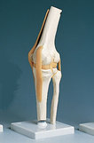 AliMed 73888- Functional Knee Joint Anatomical Model