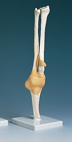 AliMed 73889- Functional Elbow Joint Anatomical Model