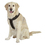 GOGO Nylon Adjustable Dog Harness, No-pull Dog Harnesses