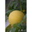 Azure Husbandry Golden Midget Watermelon Seed, Organic