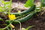 Brim Seed Co. Cucumber, Marketmore 76 Seed, Price/25 seeds