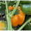 Azure Husbandry Etiuda Orange Pepper Seed, Organic