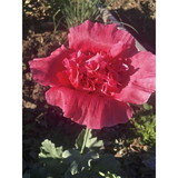 Azure Husbandry Magenta Beauty Poppy Seed, Organic